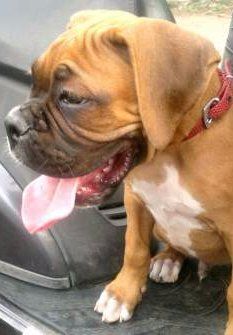 Cute Boxer puppy